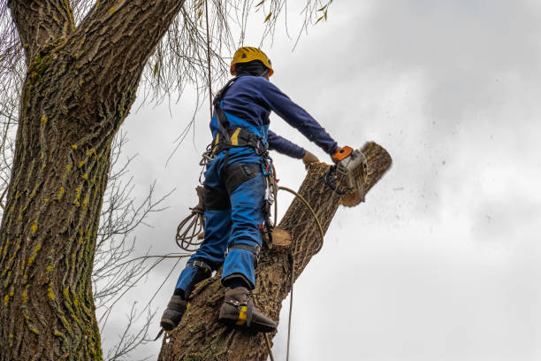 Professional Tree Removal in Clifton Springs, NY